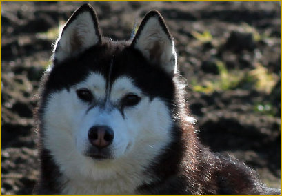 Flaschendrehen für den Husky