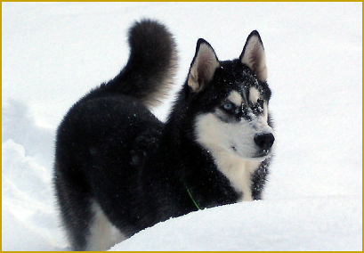 Huskyspiele Tipps und Tricks