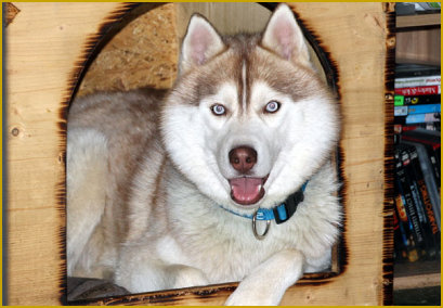 Tempowechsel und Aufmerksamkeit mit dem Husky