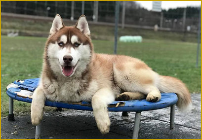 Versteckspiel mit dem Husky