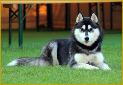 Wettrennen oder Fangen spielen mit dem Husky