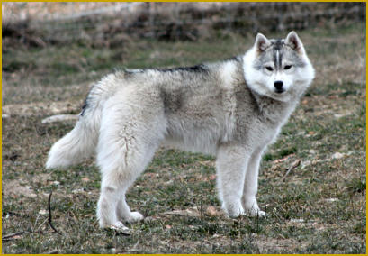 Siberian Husky