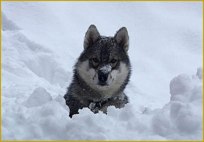 Siberian Husky