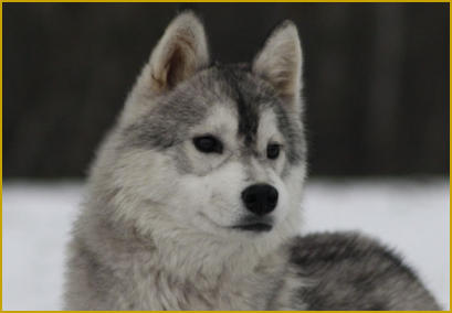 Siberian Husky