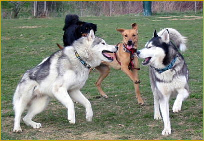 Das Splitting beim Siberian Husky