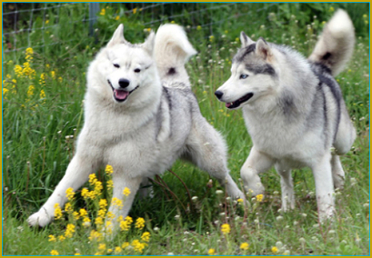 Das Wegdrehen beim Siberian Husky