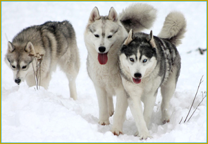 Der Körperbereich beim Siberian Husky