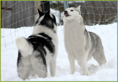 Der Schnauzenbereich beim Siberian Husky