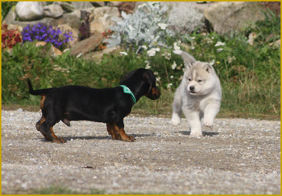 Die Sozialisierung beim Siberian Husky