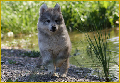 Sanfte Erziehung beim Siberian Husky