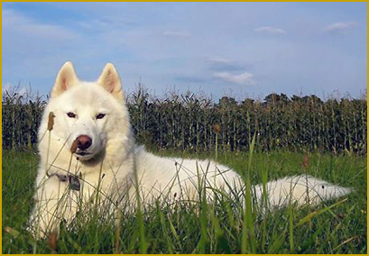 Entzug von Zuwendung beim Siberian Husky