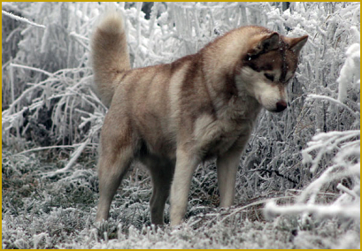 Unerwünschtes Drohverhalten beim Siberian Husky