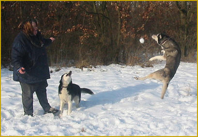  Ihr Siberian Husky ist ein Balljunkie