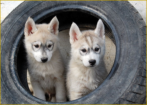 Das traurige Leben der Nordic Fire Siberian Husky Welpen