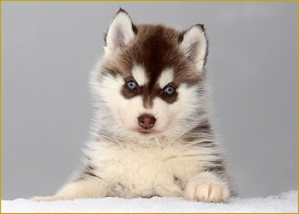 Das traurige Leben der Nordic Fire Siberian Husky Welpen