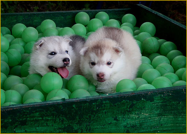 Das traurige Leben der Nordic Fire Siberian Husky Welpen