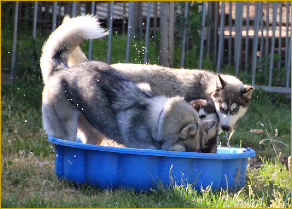 Das traurige Leben der Nordic Fire Siberian Huskys