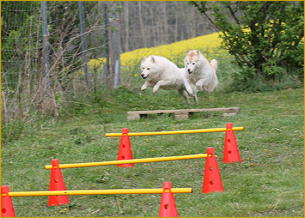 Das traurige Leben der Nordic Fire Siberian Huskys