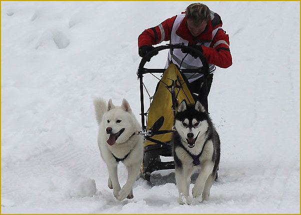 Das traurige Leben der Nordic Fire Siberian Huskys