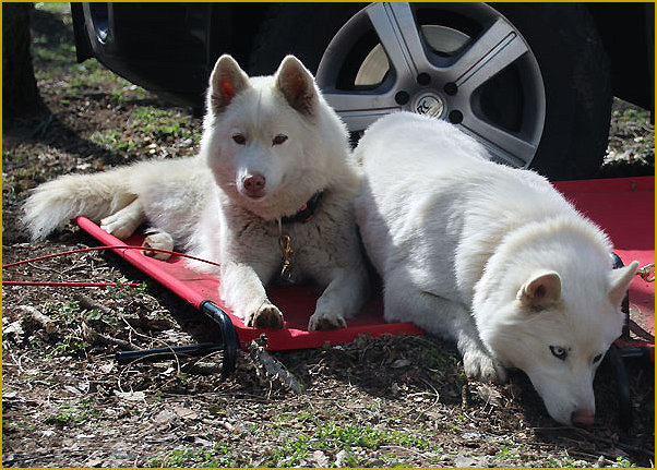 Das traurige Leben der Nordic Fire Siberian Huskys