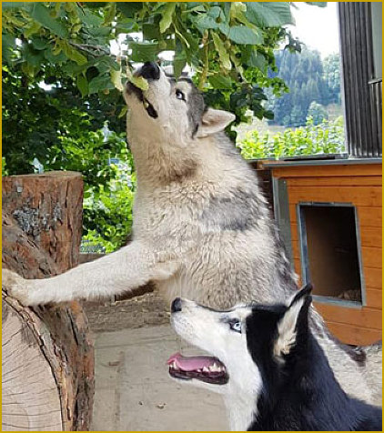 Das traurige Leben der Nordic Fire Siberian Huskys