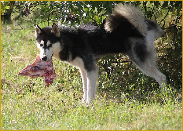 Das traurige Leben der Nordic Fire Siberian Huskys