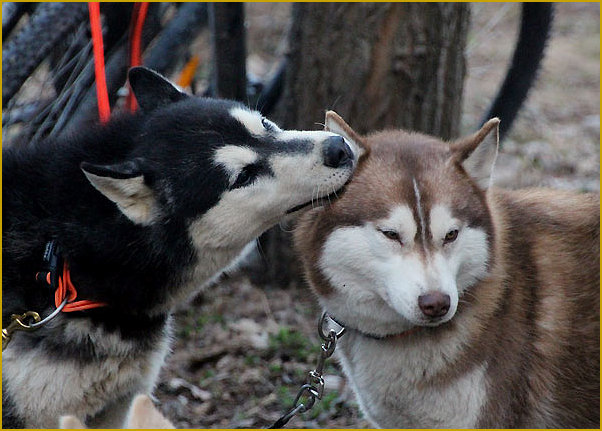 Das traurige Leben der Nordic Fire Siberian Huskys