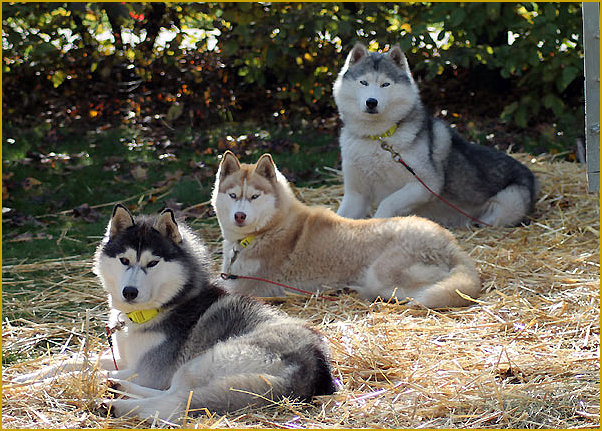 Das traurige Leben der Nordic Fire Siberian Huskys