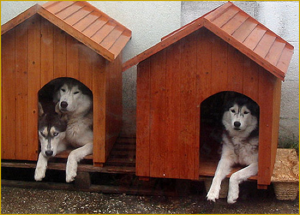 Das traurige Leben der Nordic Fire Siberian Huskys