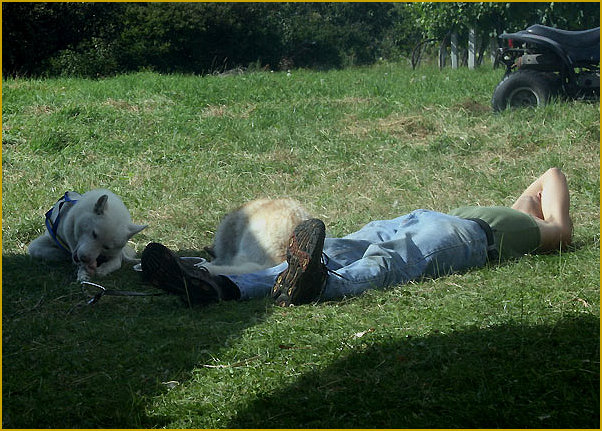 Friedhof der Kuscheltiere