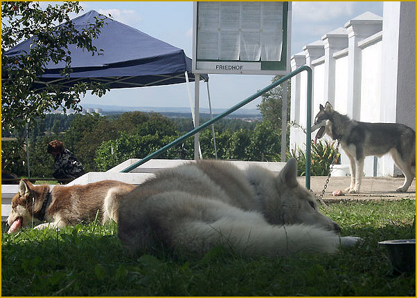 Friedhof der Kuscheltiere