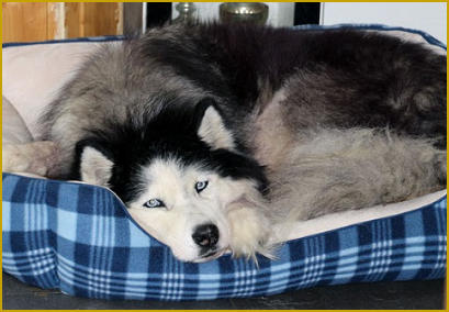 Abschied von ihrem Siberian Husky