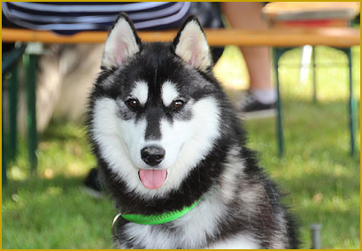 Augen auf beim Huskykauf