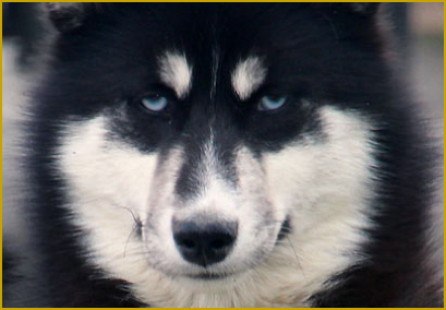  Augenfarbe beim Siberian Husky