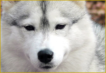  Augenfarbe beim Siberian Husky