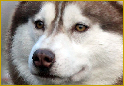  Augenfarbe beim Siberian Husky