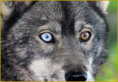  Augenfarbe beim Siberian Husky