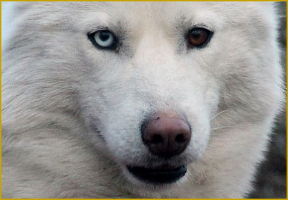  Augenfarbe beim Siberian Husky