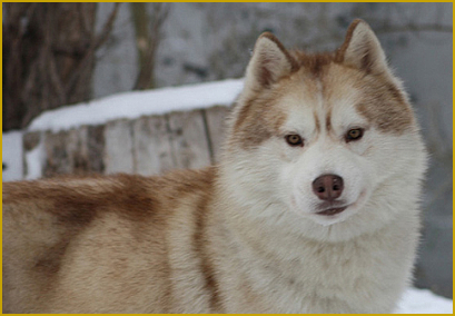 Der gefürchtete Huskyvirus