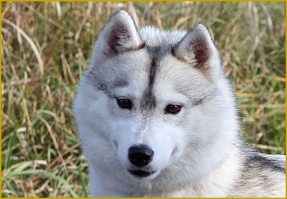 Fellfarbe beim Siberian Husky