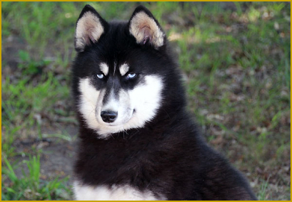 Fellfarbe beim Siberian Husky