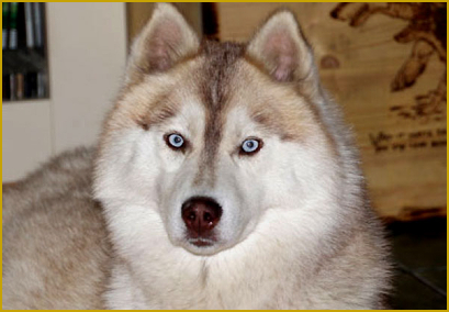 Fellfarbe beim Siberian Husky