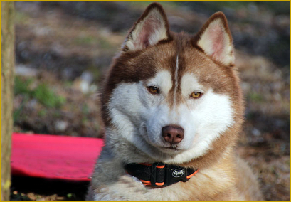 Fellfarbe beim Siberian Husky