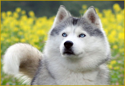 Fellfarbe beim Siberian Husky