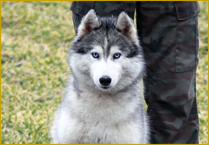 Fellfarbe beim Siberian Husky