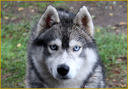 Fellfarbe beim Siberian Husky