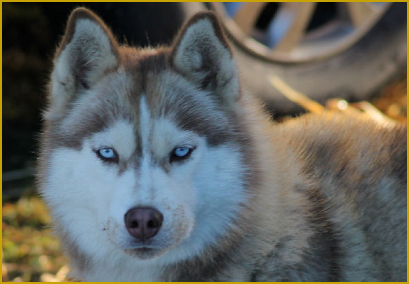 Fellfarbe beim Siberian Husky