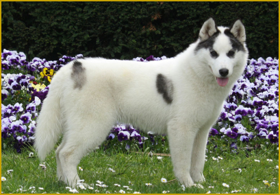 Fellfarbe beim Siberian Husky