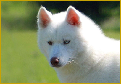 Fellfarbe beim Siberian Husky