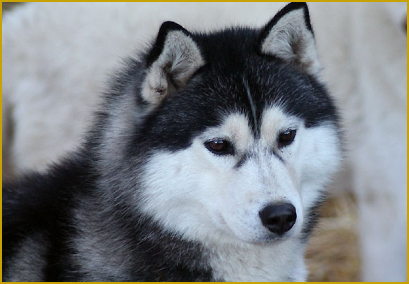 Fellfarbe beim Siberian Husky